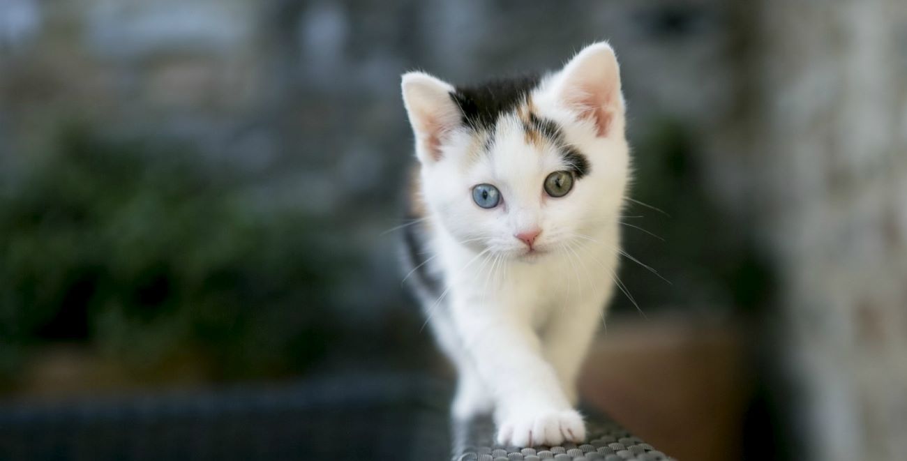 Serap Pet Shop Ayvalık Kedi Kumu Kedi Maması Akvaryum ve Kafesler